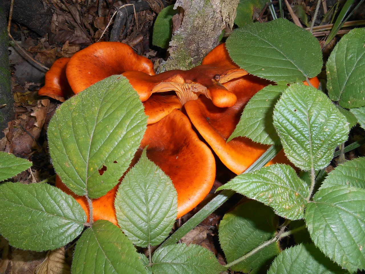 DSCN4148.JPG