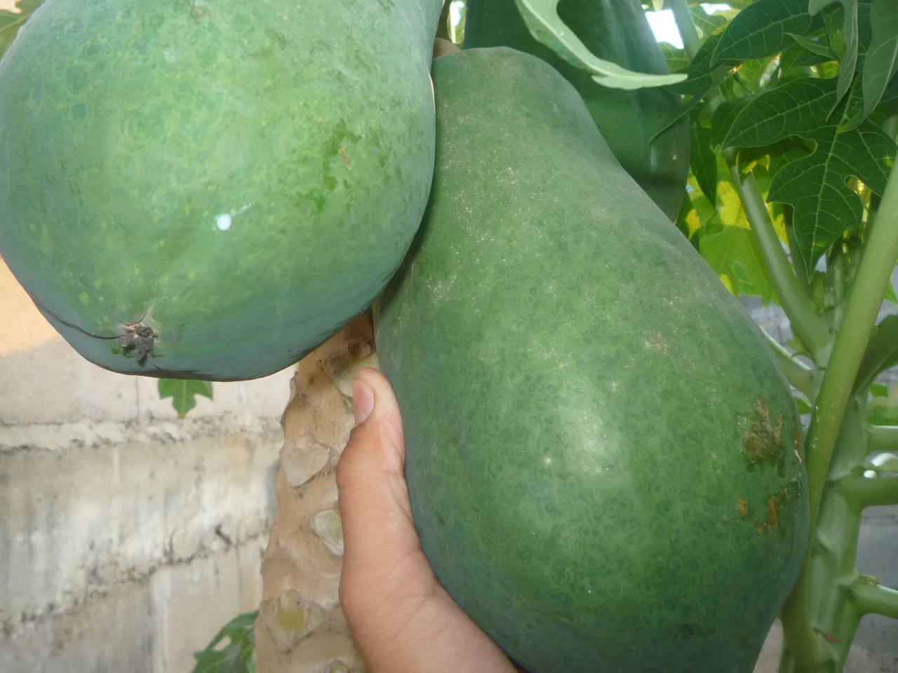 P1070061.JPG