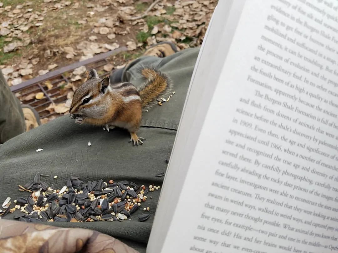 Chipmunk.jpg
