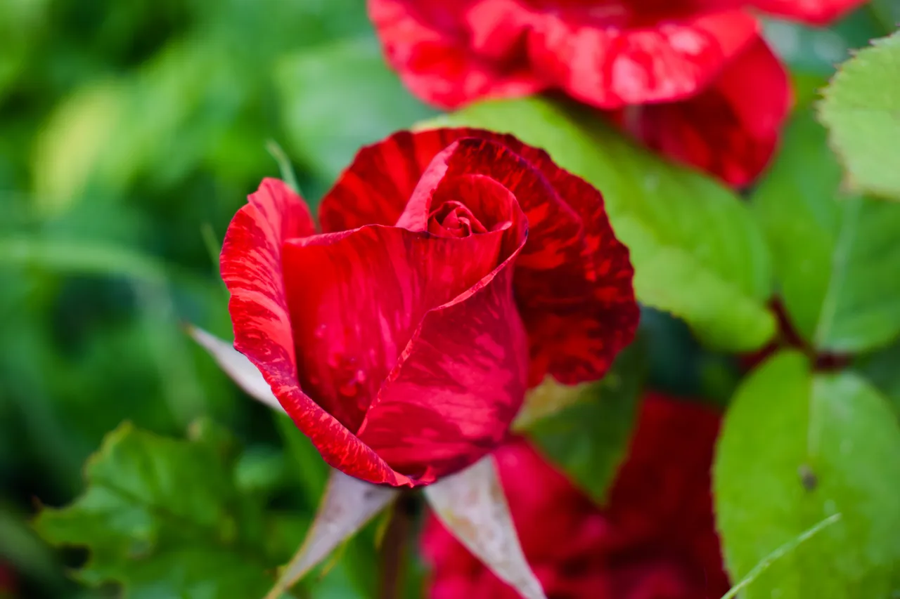 DSC_0068.jpg