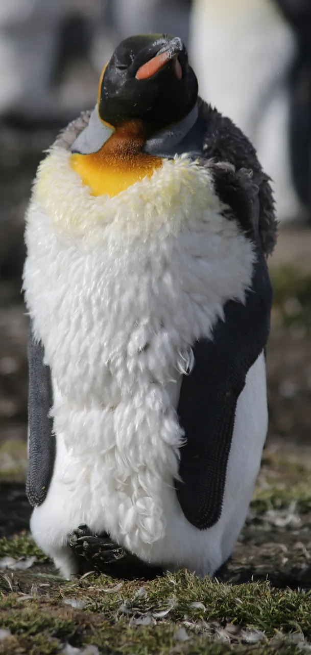 penguin2.jpg