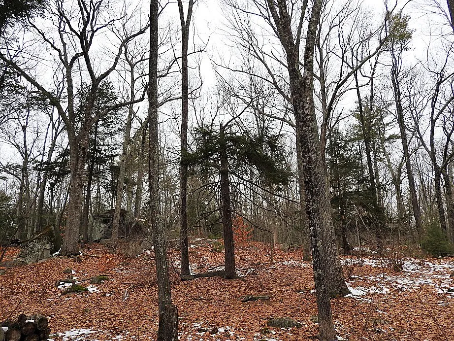 The Woods Behind our House