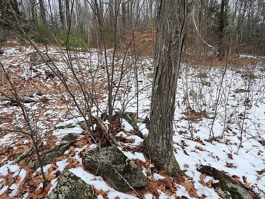 The Woods Behind our House