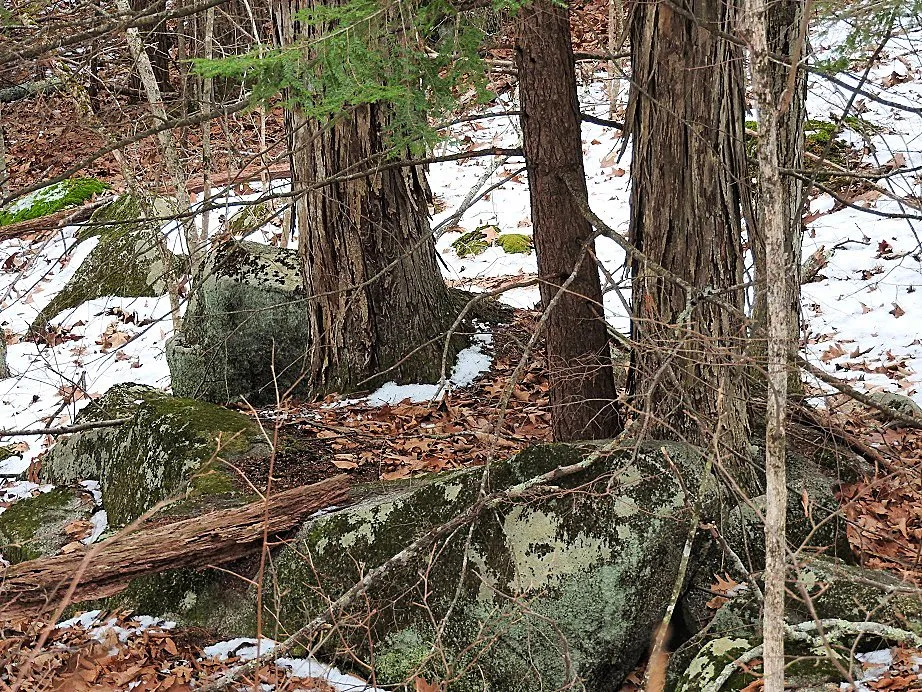 The Woods Behind our House