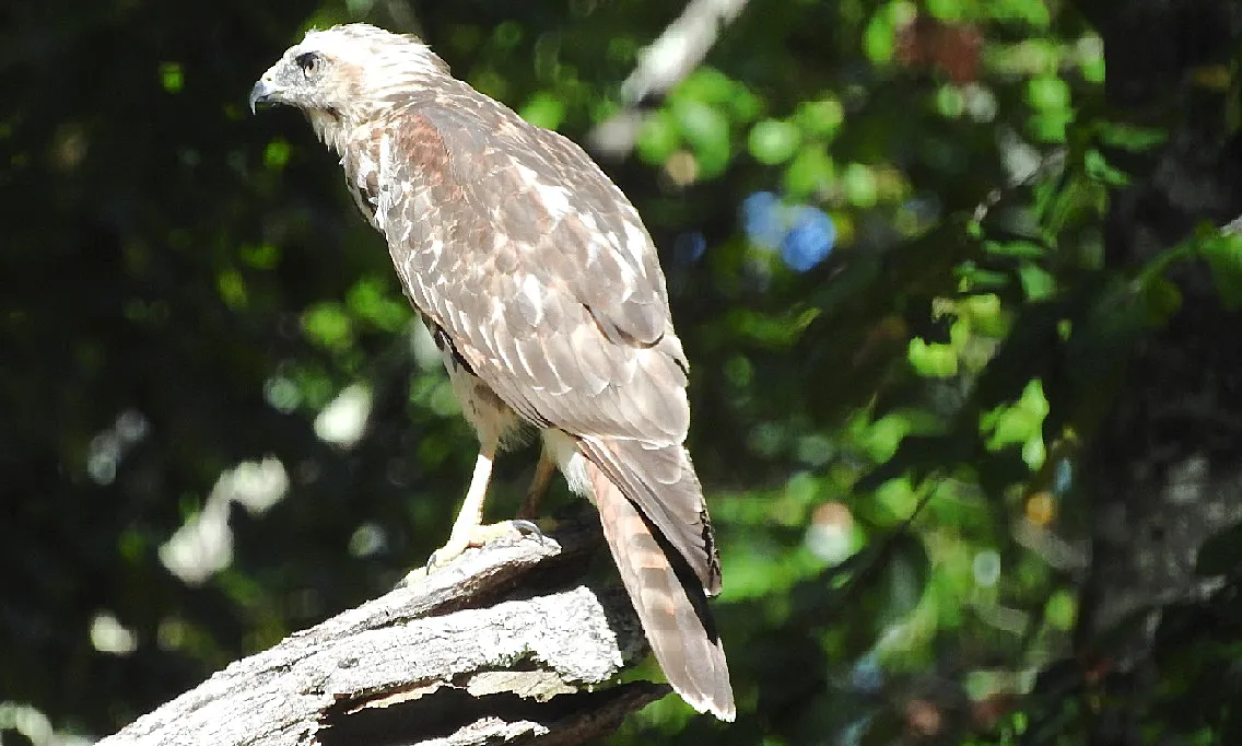 In memory of a tree branch Young Red-shouldered Hawk