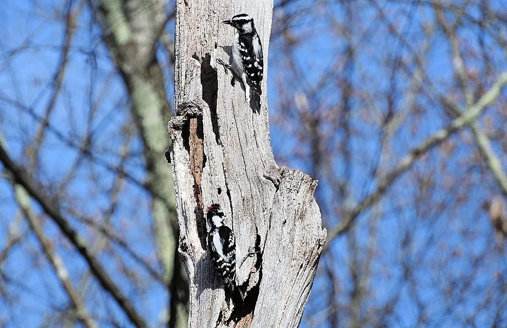 In memory of a tree branch Pair of Downy Woodpeckers