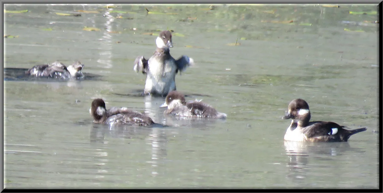 female Bufflehead duch with 5 ducklings 1 has his chest pulled out of water flapping his little wings.JPG