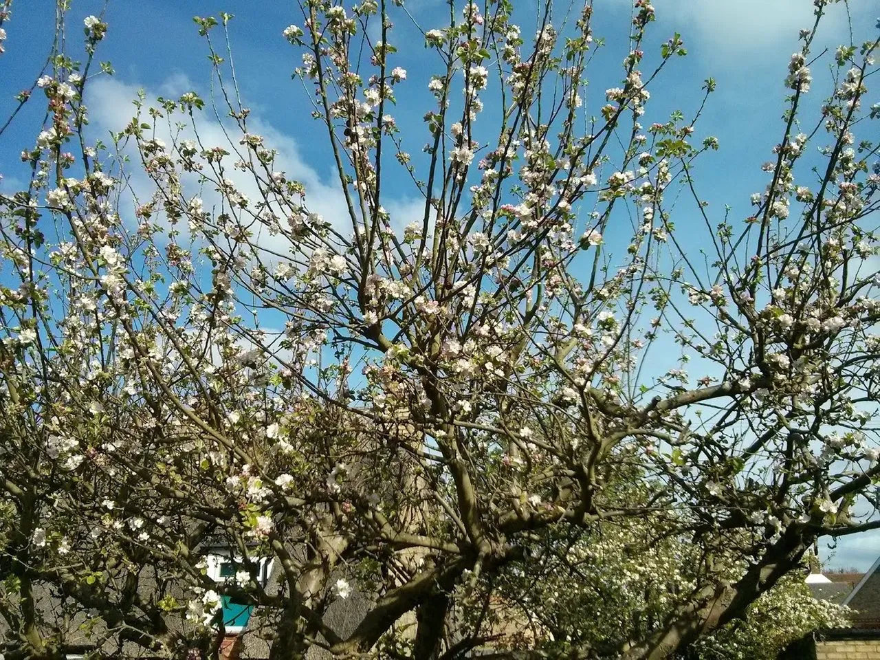 Blossom
