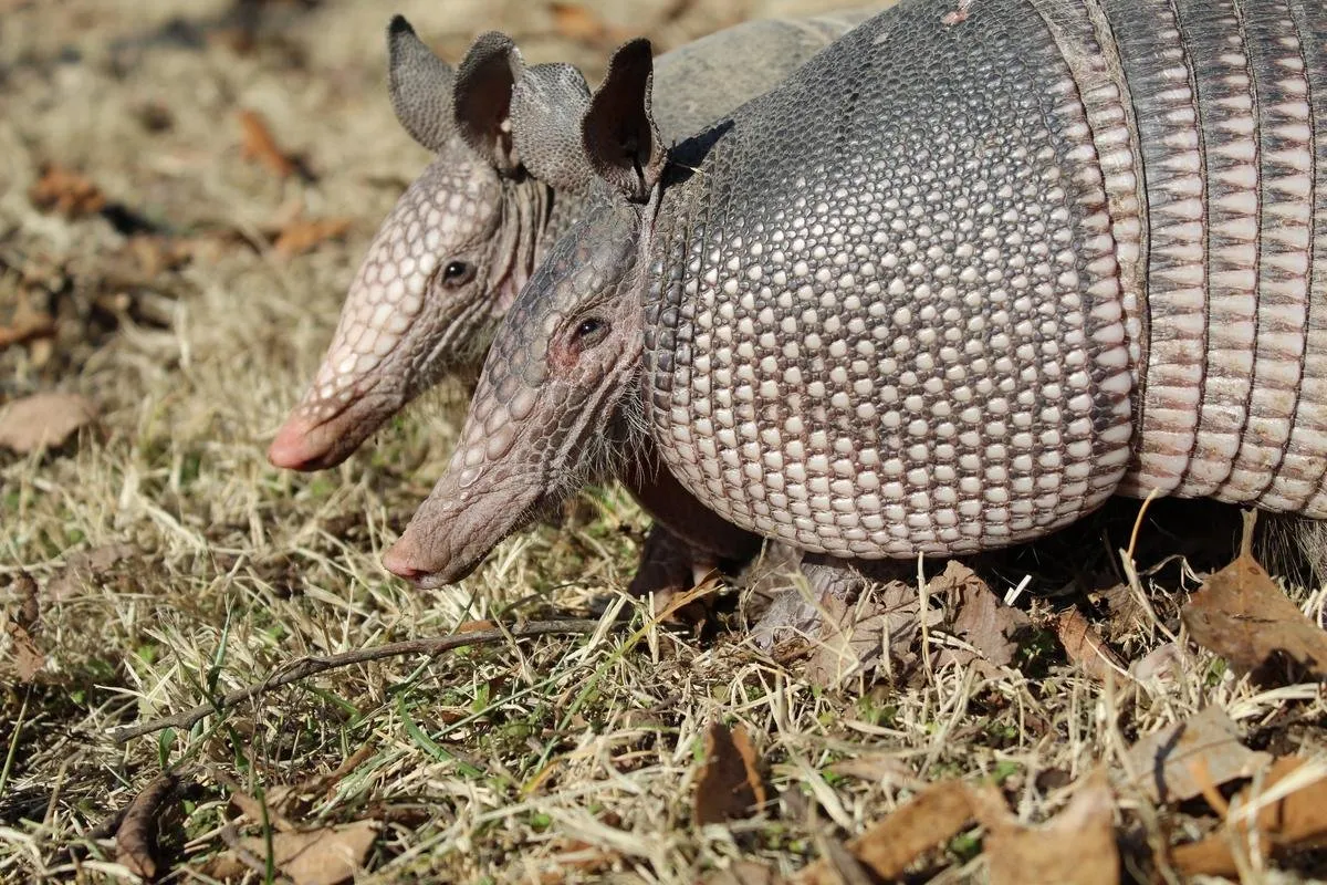 HOW TO CATCH AN ARMADILLO - IN CASE YOU EVER WANTED TO KNOW