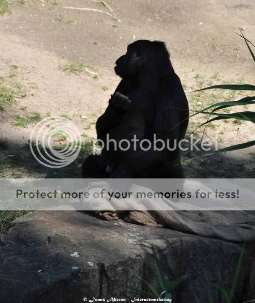 photo ec7085bd-f404-4c52-ada3-eb1cda98d1df_zps97ew0n3o.jpg