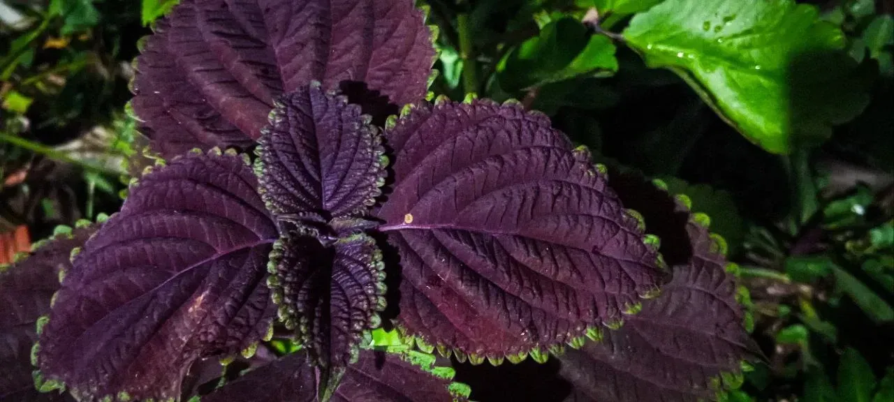 x7E2nsq8aXQNGBF1_photo_2024-09-24_17-54-29.webp