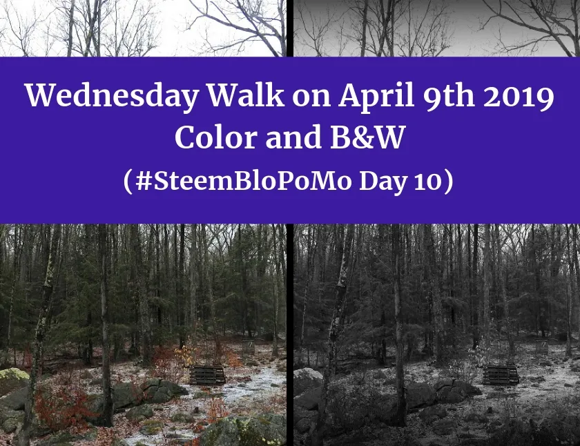 Wednesday Walk April 9th 2019 blog thumbnail.jpg