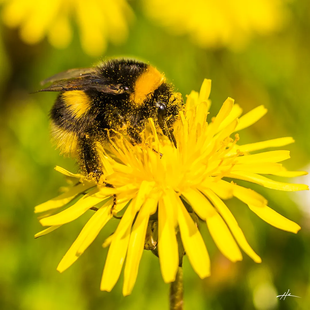 20170406 -  - 01 -1080- by Hector Corcin.jpg