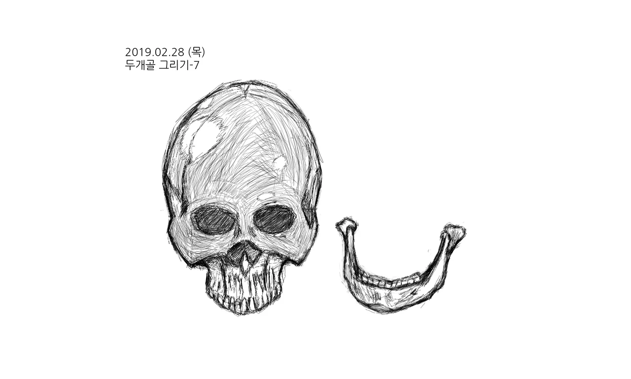 두개골그리기-7.png