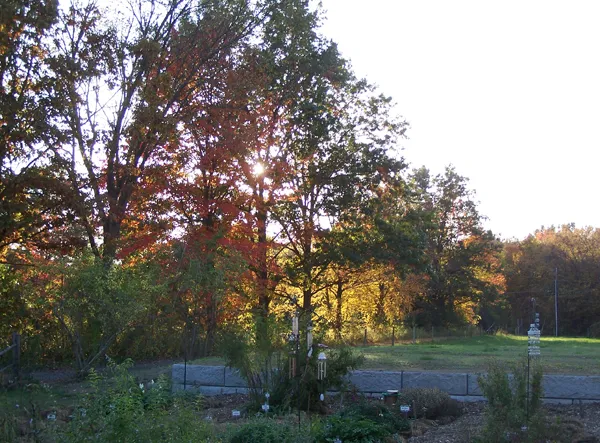 Driveway in early evening3 crop October 2019.jpg