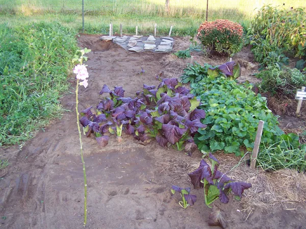 Big garden - half weeded crop October 2019.jpg