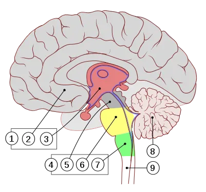 401px-Encephalon_human_sagittal_section_multilingual_svg.png