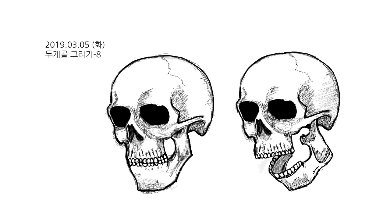 두개골그리기-8.png