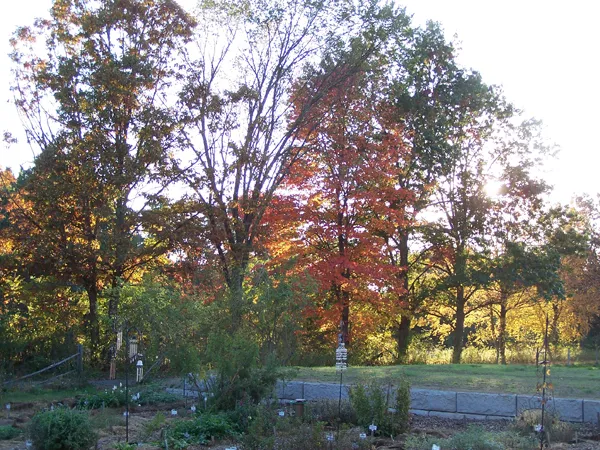 Driveway in early evening2 crop October 2019.jpg