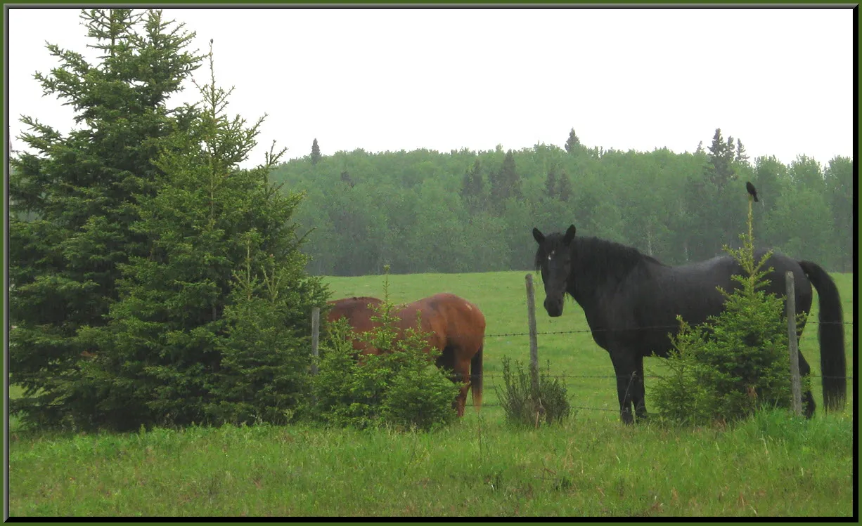 Jeremys big black horse at fence by young spruce with bird on top.JPG