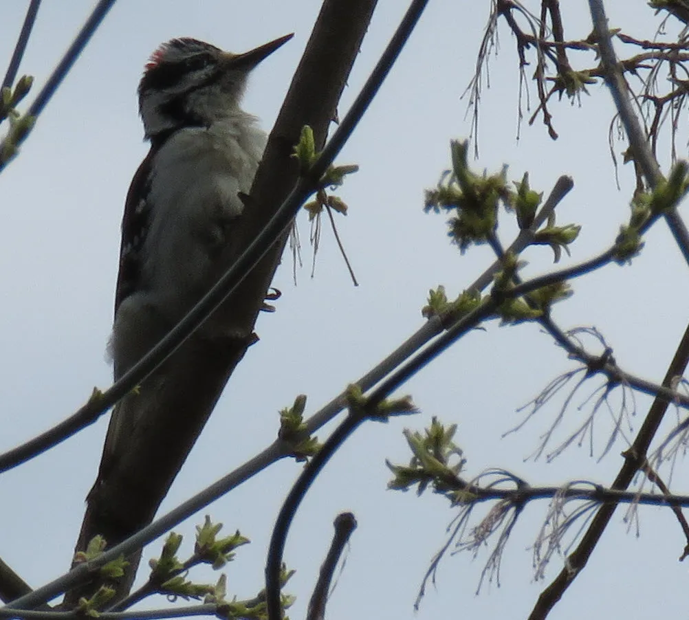 close up looking up at woodpecker among leaves opening up on maple.JPG