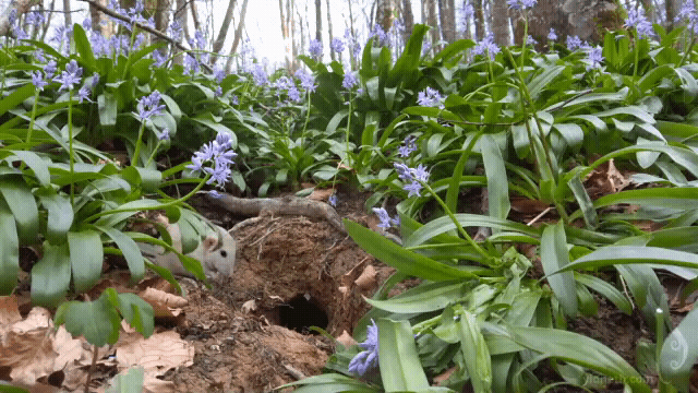 A tapestry of Spring by Priscilla Hernandez (5).gif