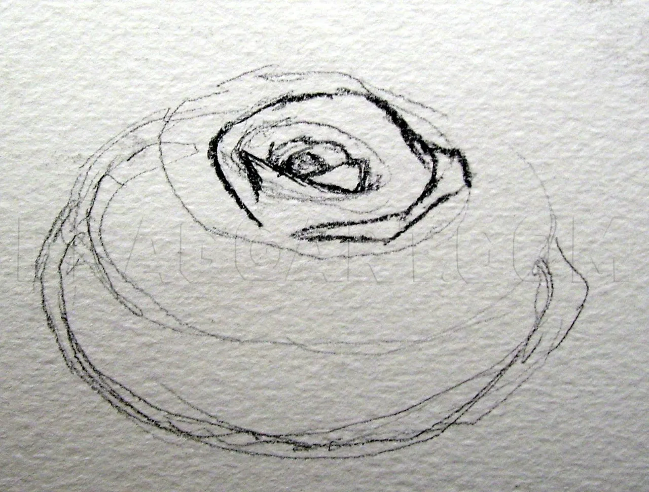 how-to-sketch-a-rose-step-2_5e4c87fc78a336.95439506_27028_3_3.jpg