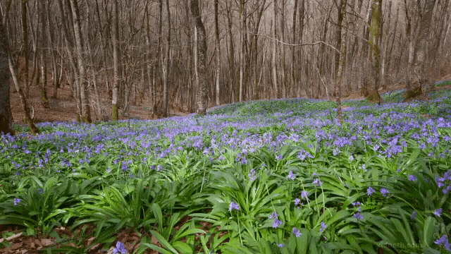 A tapestry of Spring by Priscilla Hernandez (8).gif