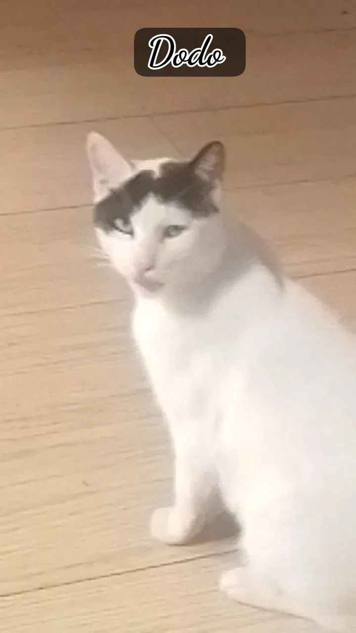 W4dmDCF4QSibIRNC_dodo_1.jpg