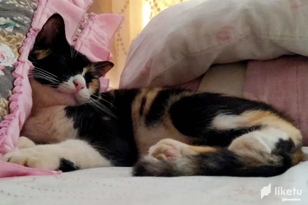 S2XUPm12n4FX8kDE_Cat_4.webp