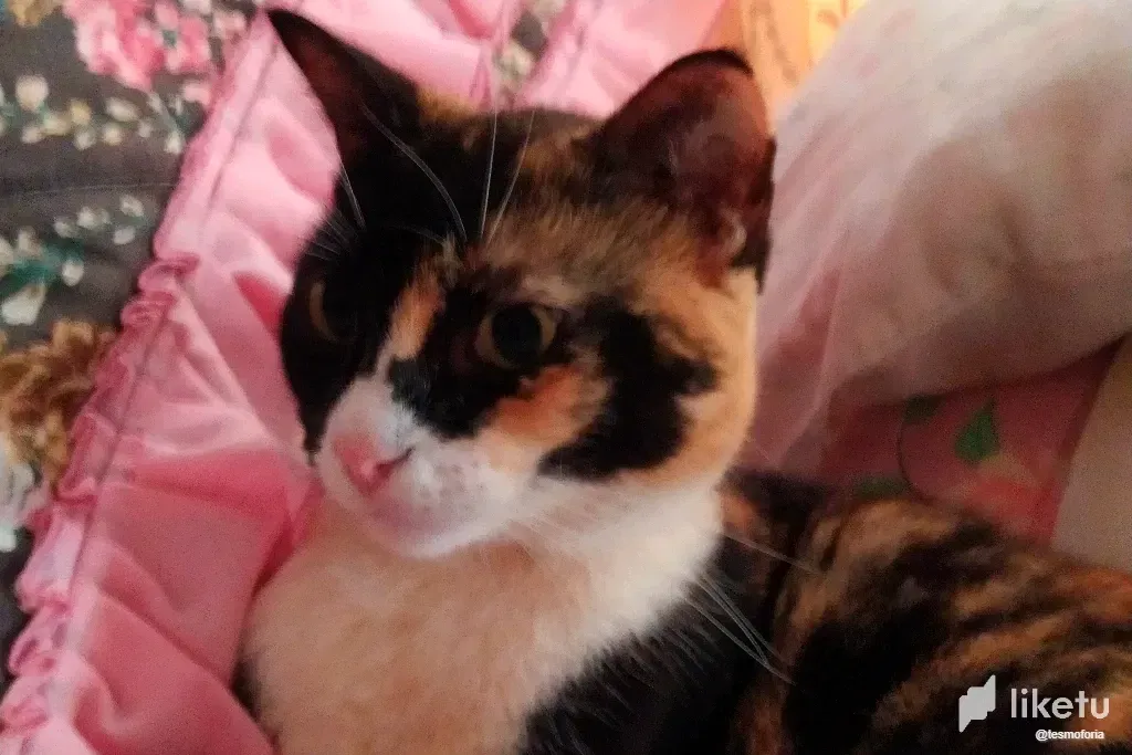 gbDzTlHeIoY6xZF4_Cat_5.webp
