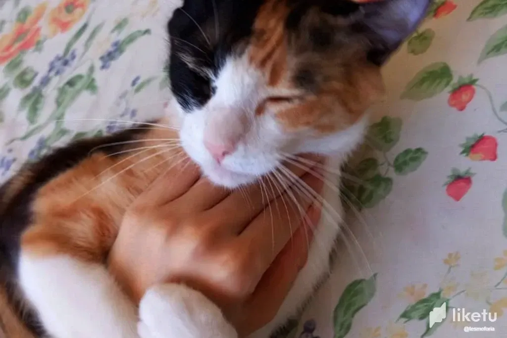 haRaP4Pv2vHsz5oX_Cat_3.webp