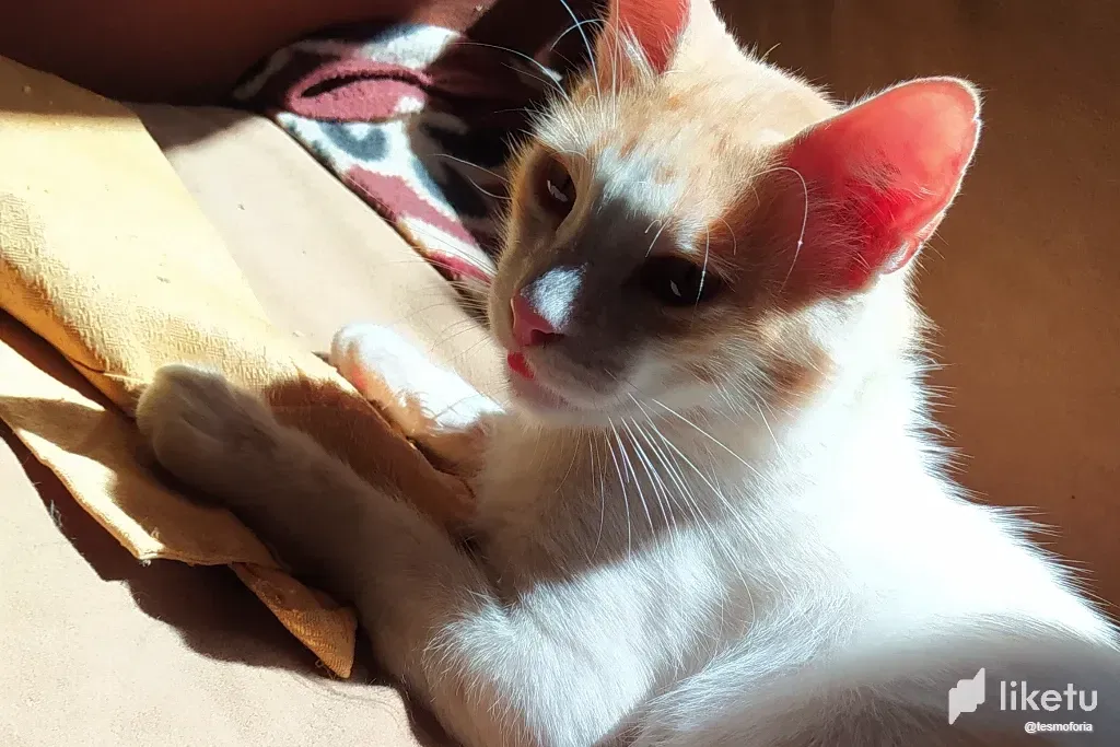 vgjtyb2KLJhdRrey_Cat_1.webp
