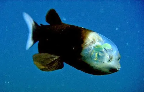 Ikan-Transparan.jpg