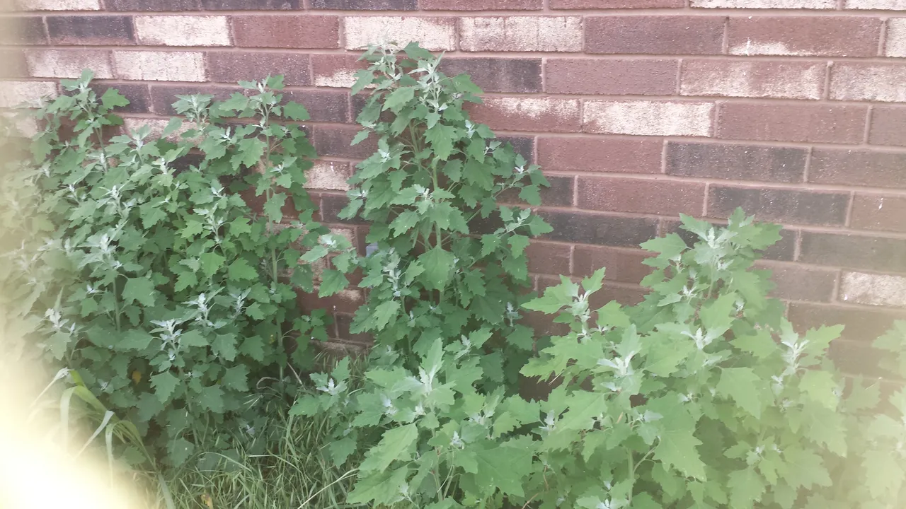 20180522_184625.jpg