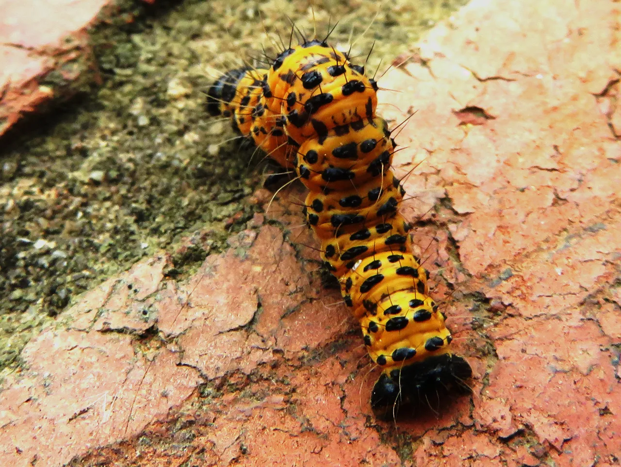 5670-Catepillar.JPG