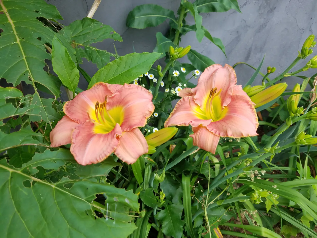 20180620_120607.jpg