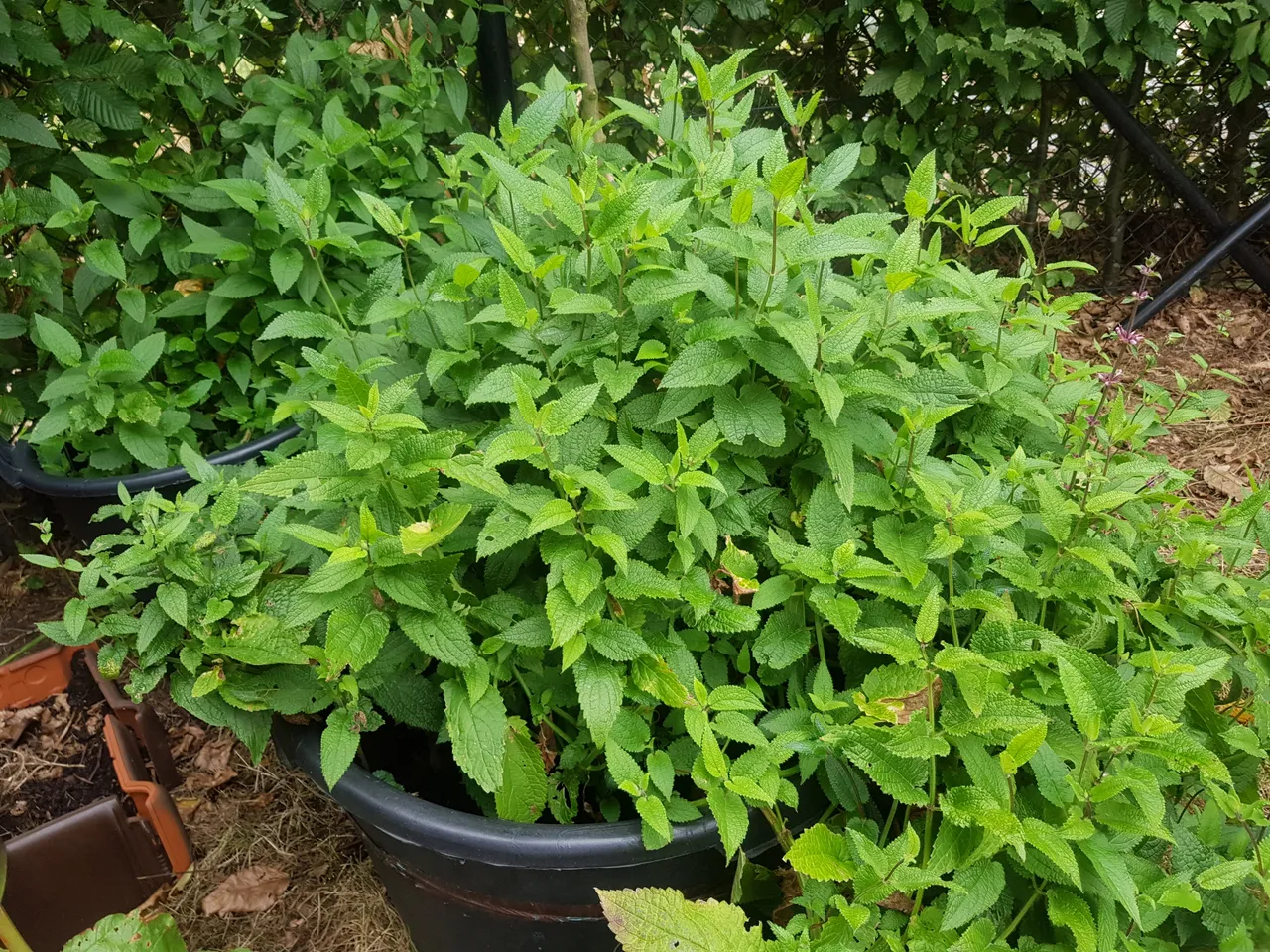 20180814_083146.jpg
