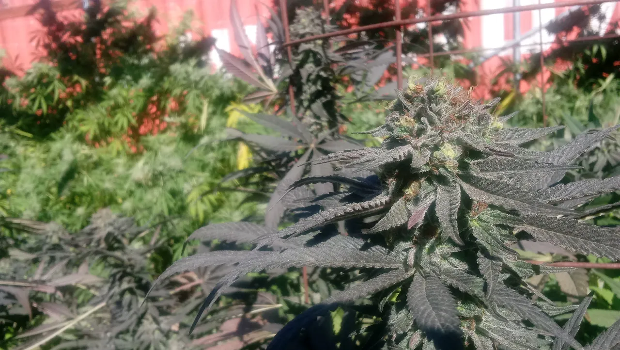 20180827_160629.jpg