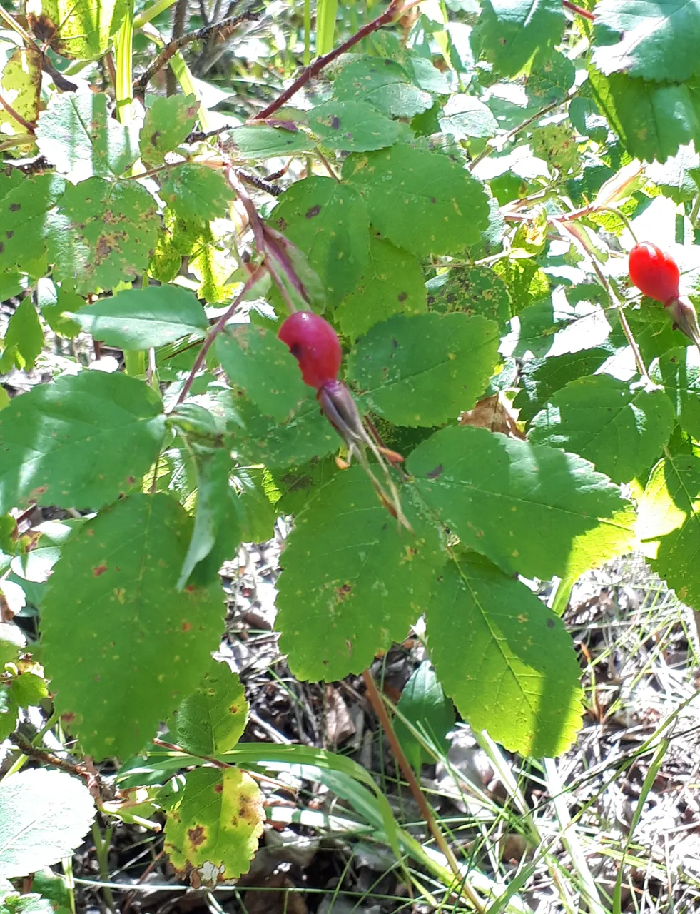 20180902_181802.jpg