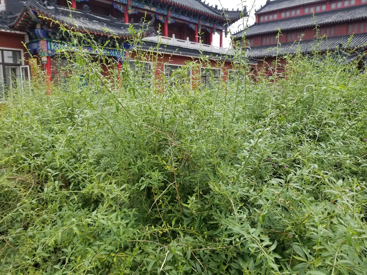 20180617_100259.jpg