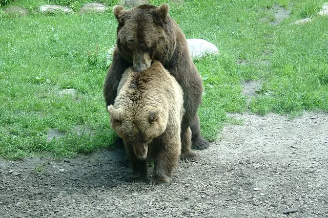 bear-255597_640.jpg