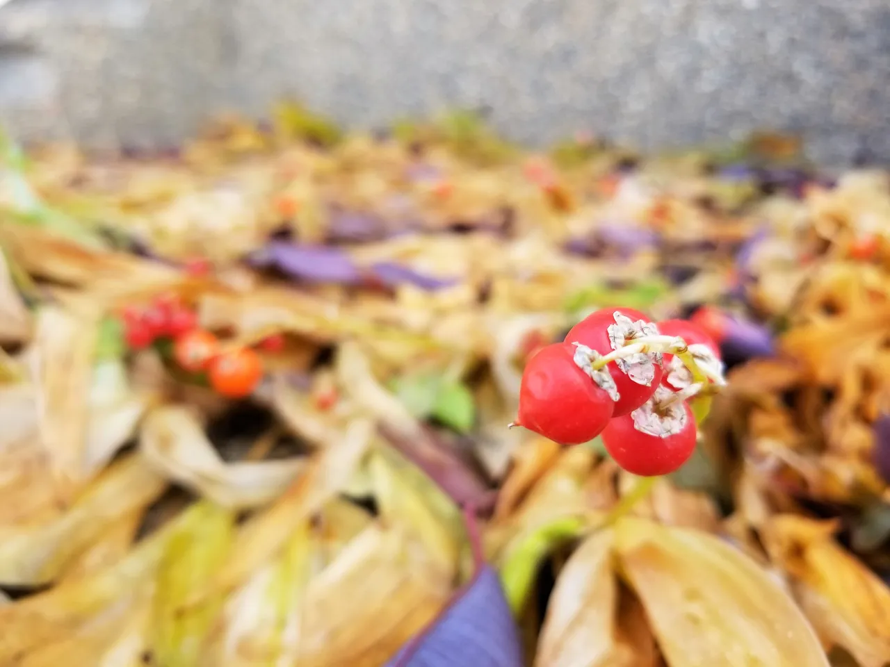 20181014_114801.jpg