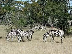 250px-L15zebras.jpg