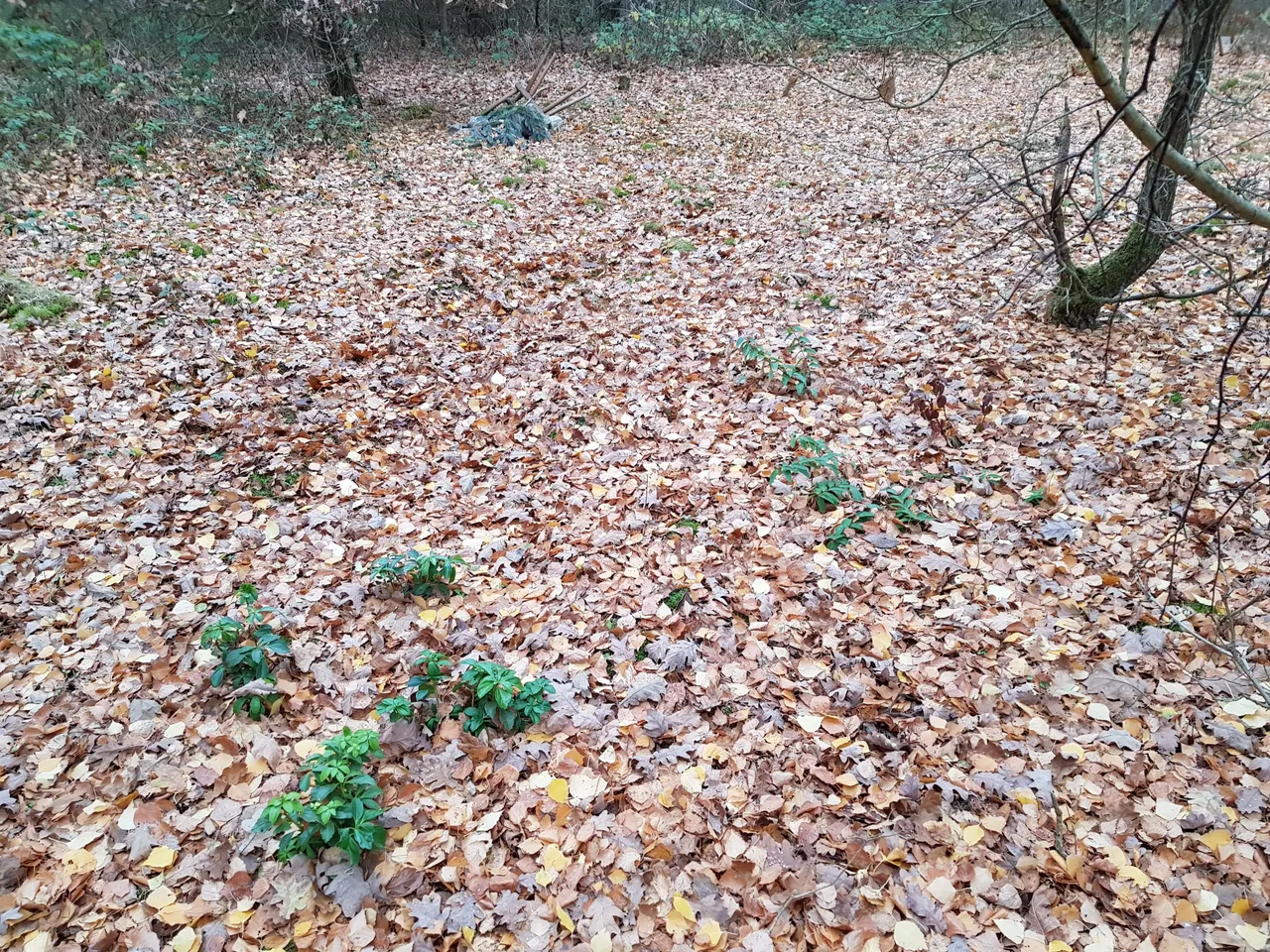 20181124_144652.jpg
