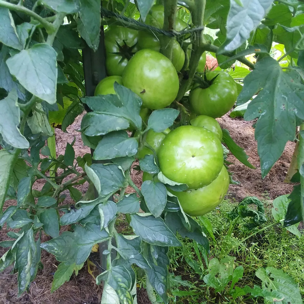 20180812_190958.jpg