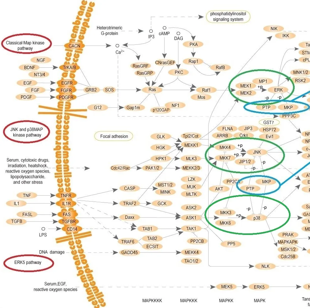 MAPK_pathways_3.png