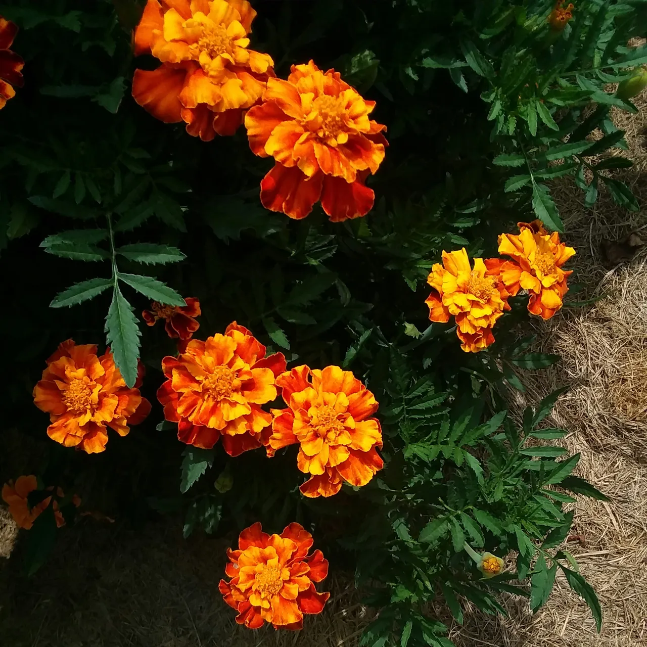 20180722_151915.jpg