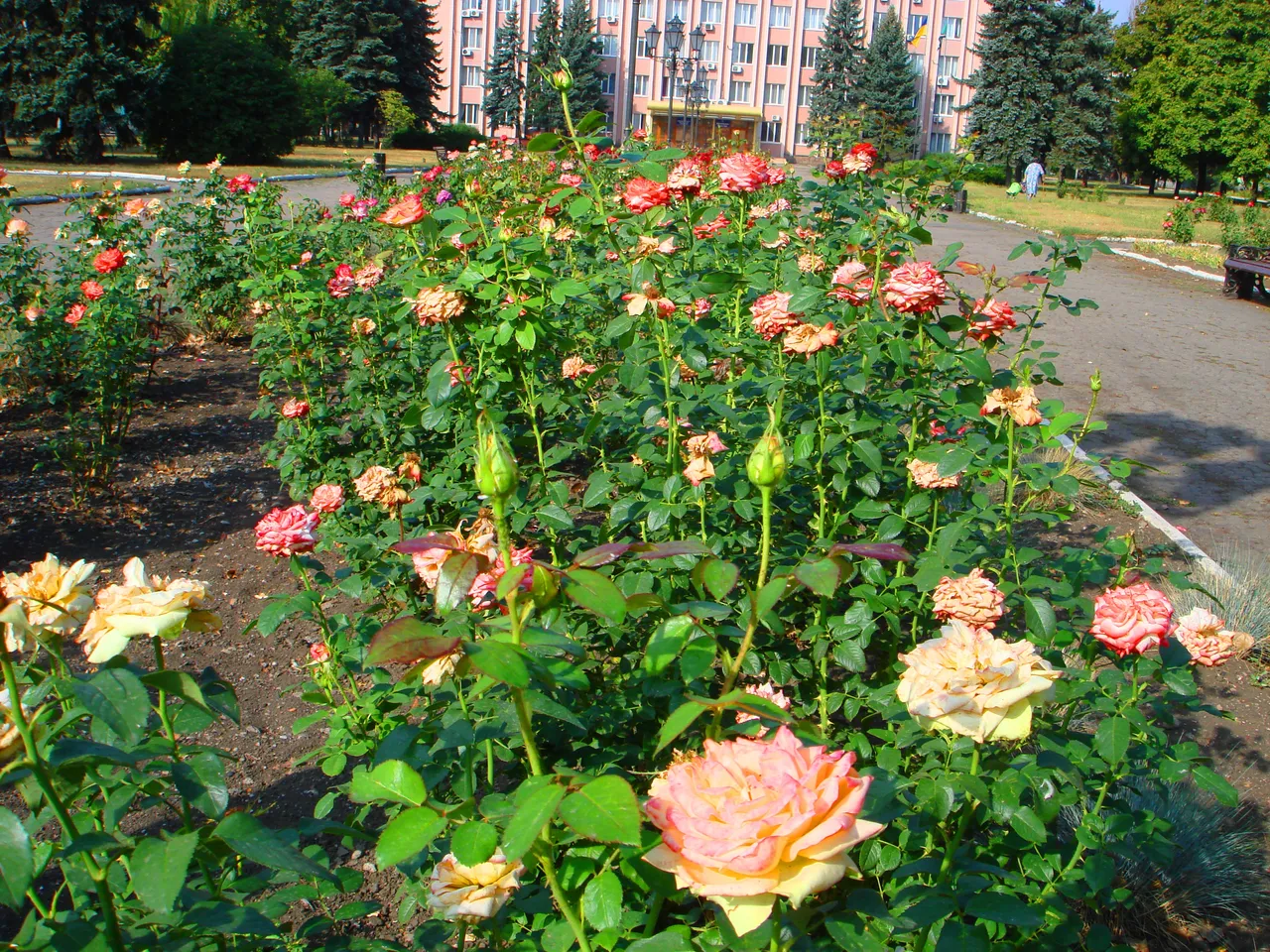 DSC00498-222222.jpg