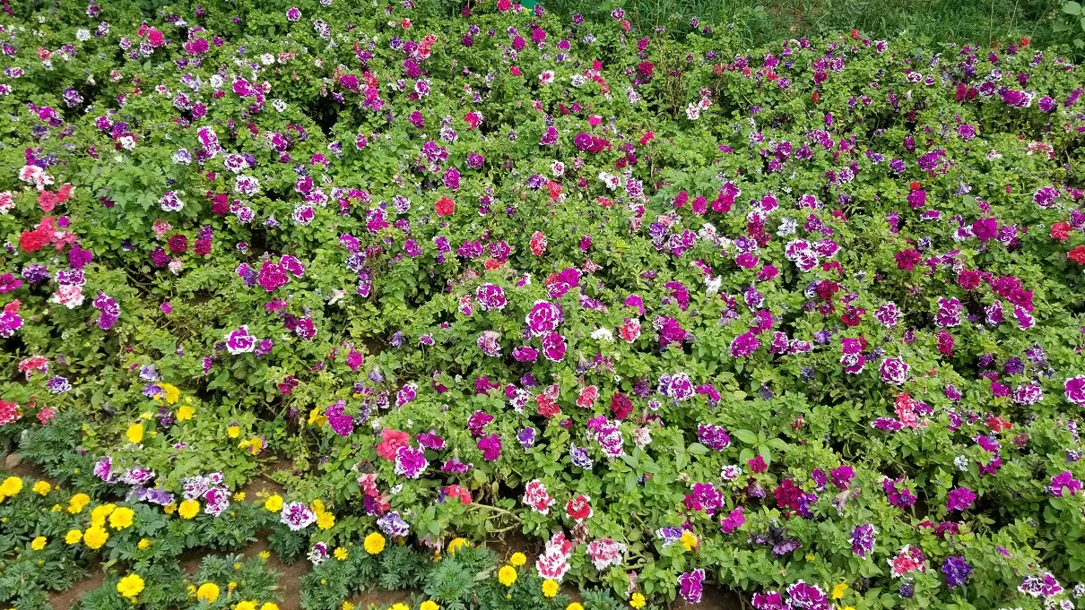 20190715_124822.jpg